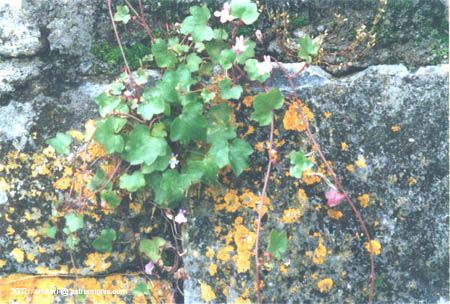 galway-05