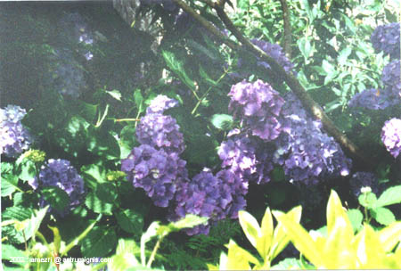 t1-kylemore-03