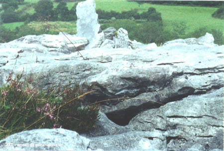 t2-ailwee-02