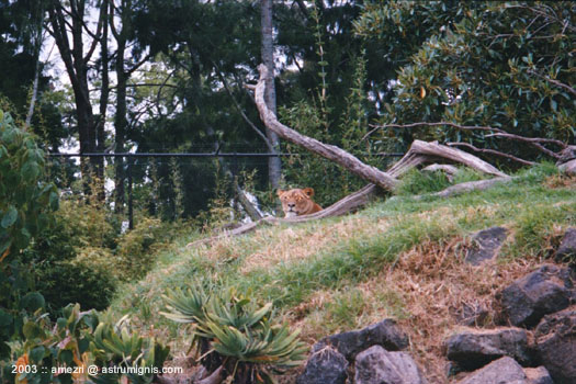20031123-aucklandzoo-02